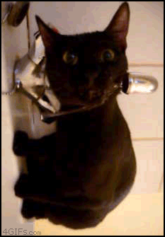 cat_drinking_sink.gif